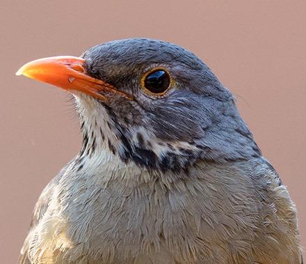 Kurrichane Thrush head